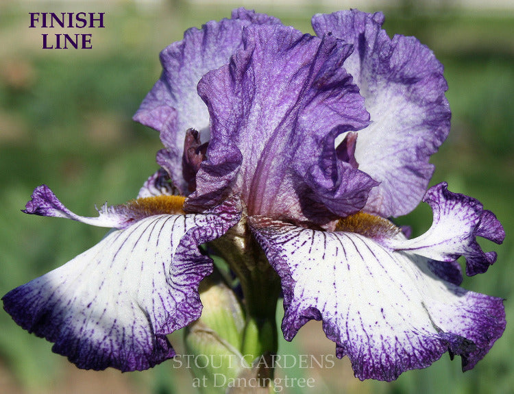 Iris Finish Line