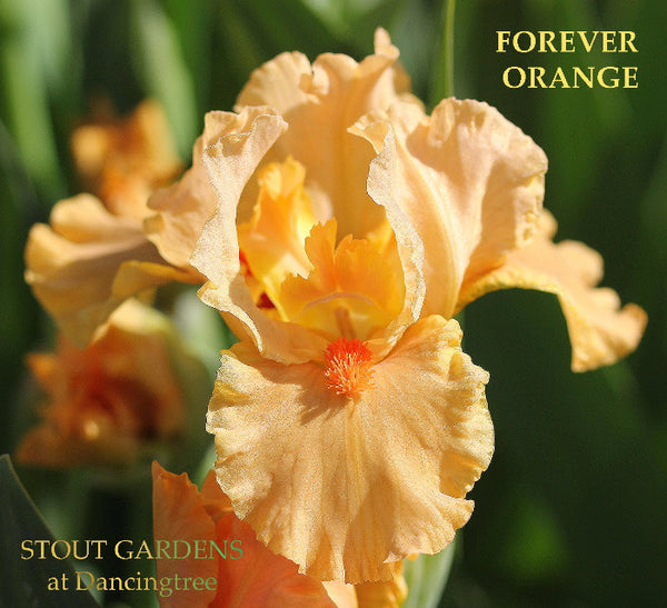 Iris Forever Orange