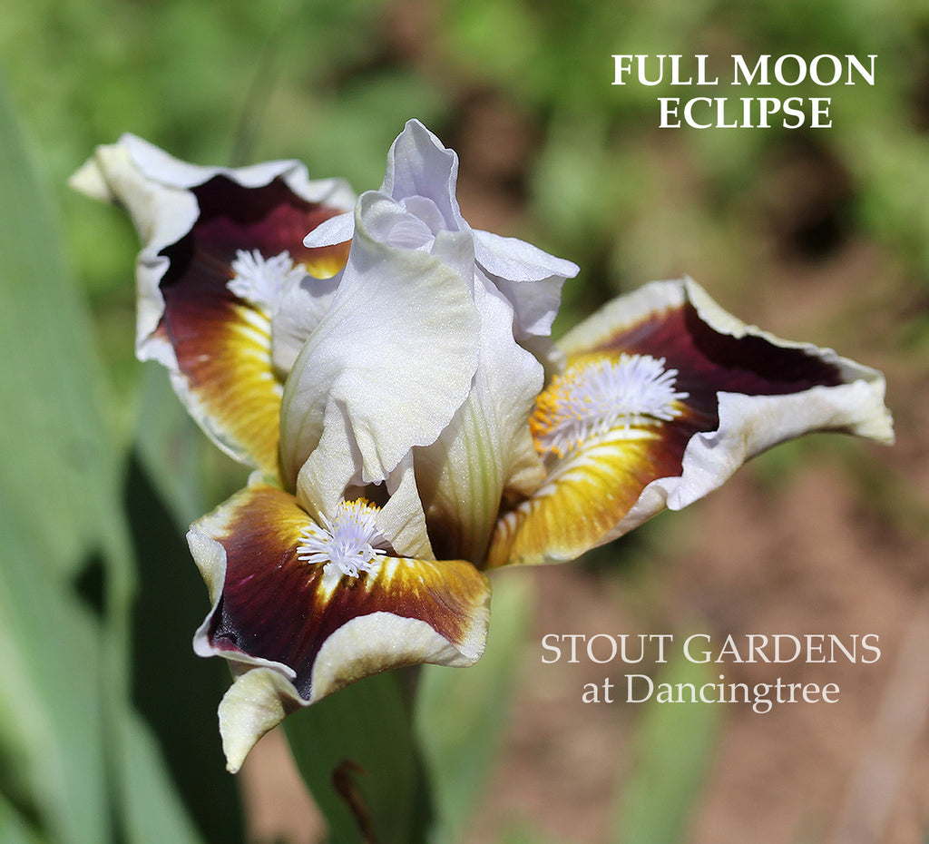 Iris Full Moon Eclipse