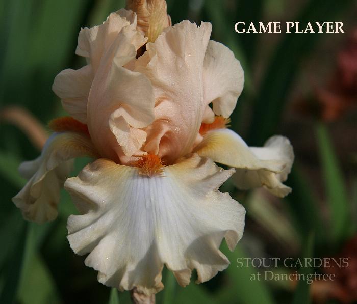 Iris Game Player