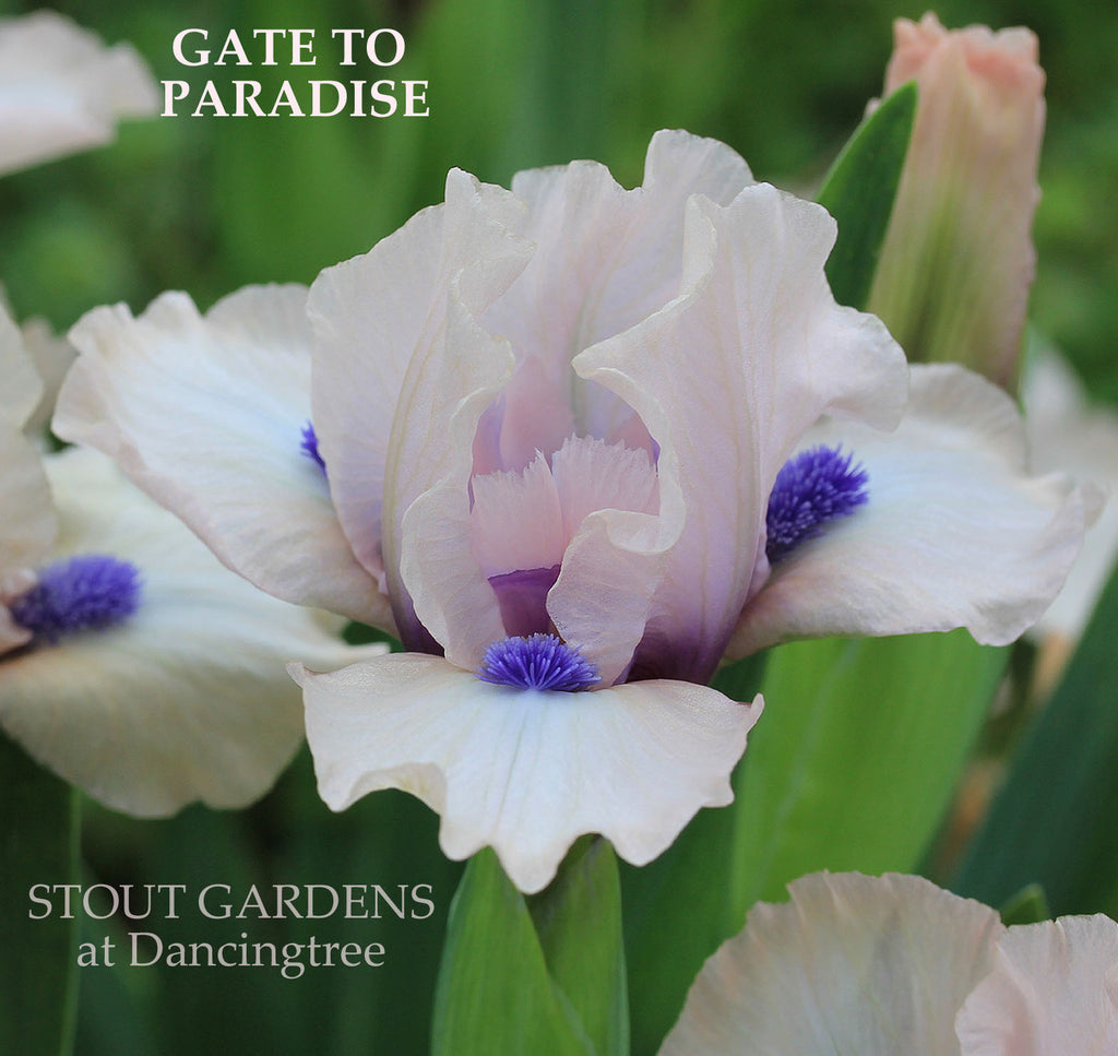 Iris Gate To Paradise