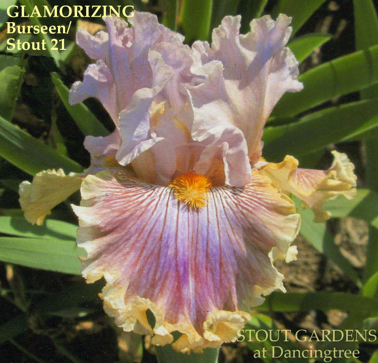 Iris Glamorizing