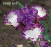 Iris Good Life