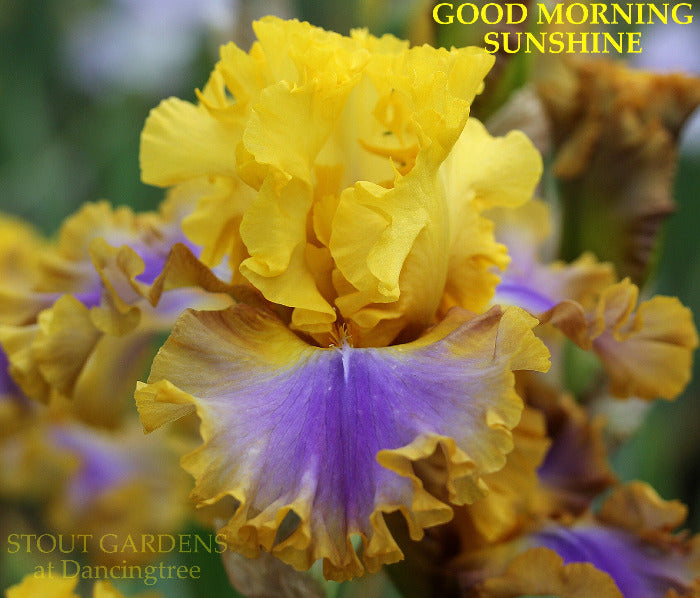 Iris Good Morning Sunshine