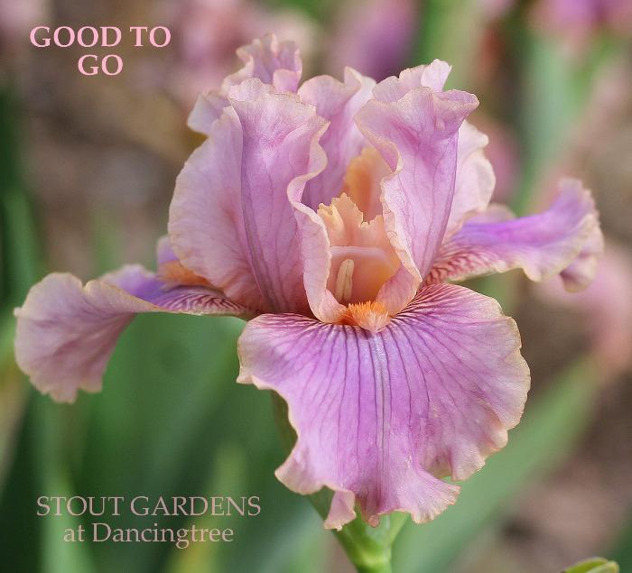 Iris Good To Go