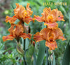 Iris Half Sister