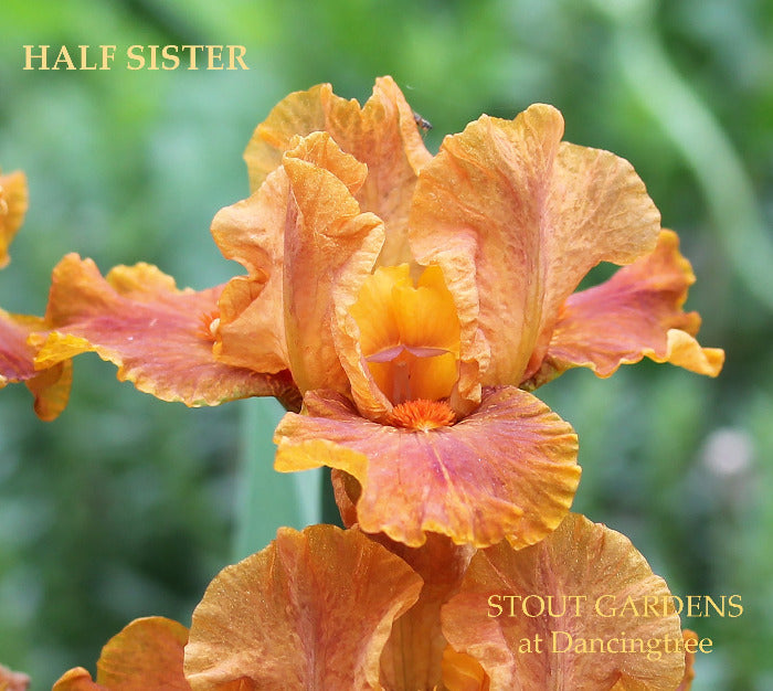 Iris Half Sister