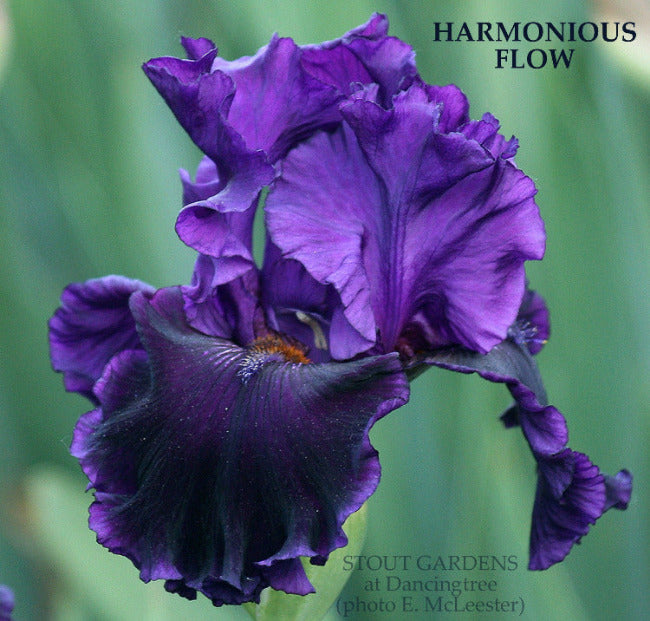 Iris Harmonious Flow