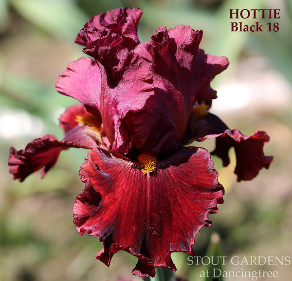 Iris Hottie