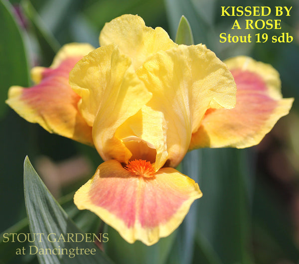 Iris Kissed By A Rose