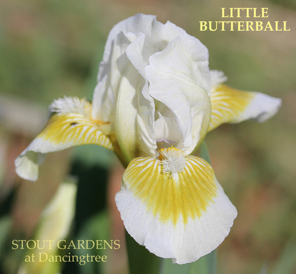 Iris Little Butterball