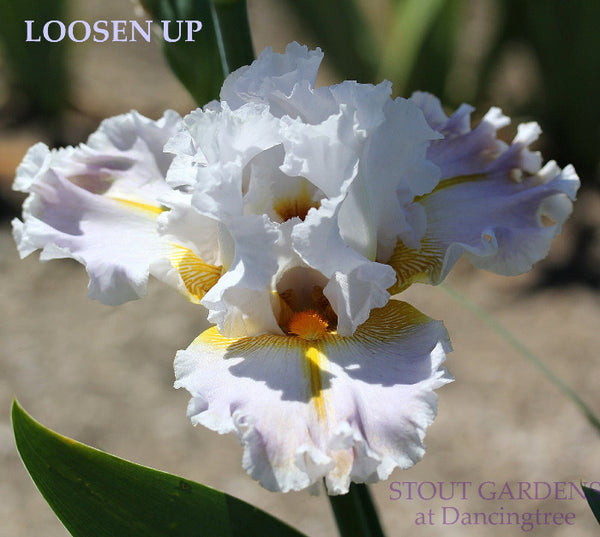 Iris Loosen Up