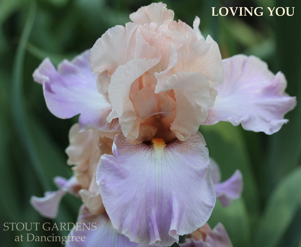 Iris Loving You