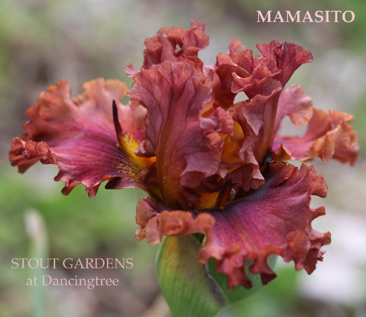 Iris Mamasito