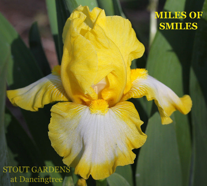 Iris Miles Of Smiles