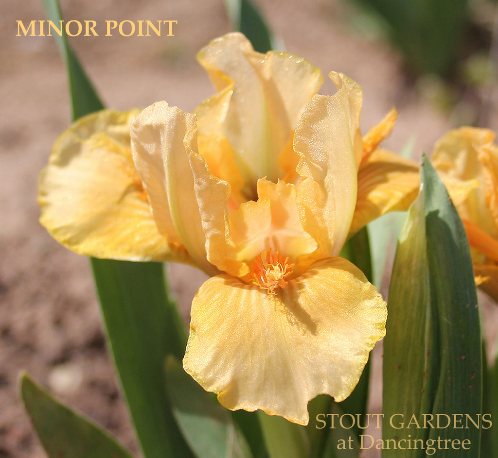 Iris Minor Point