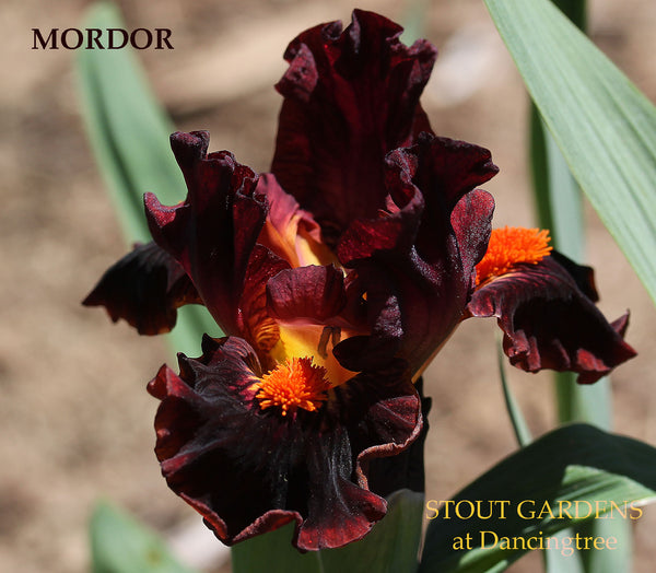Iris Mordor