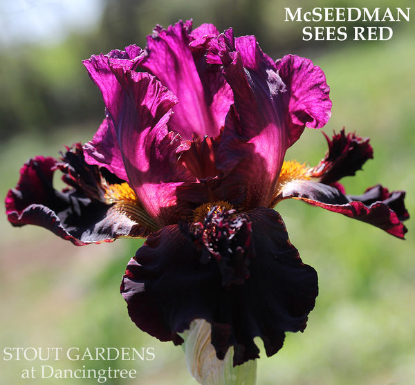 Iris McSeedman Sees Red