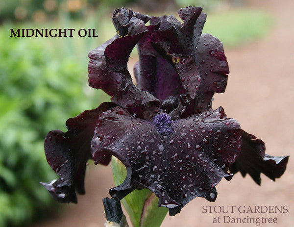 Iris Midnight Oil