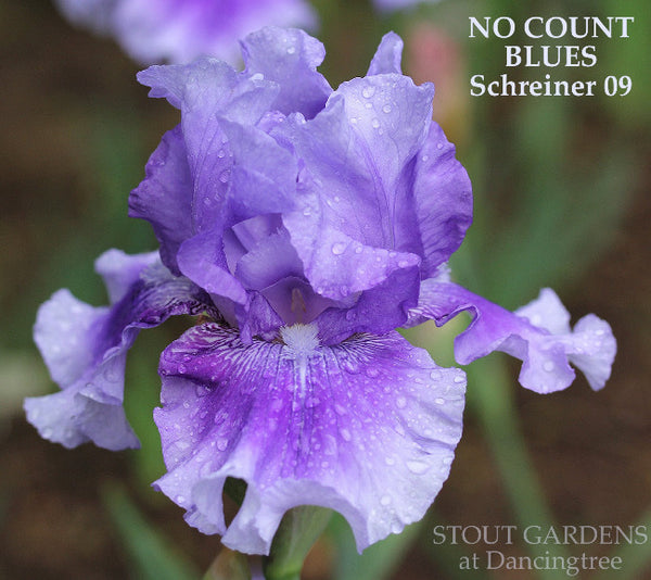 Iris No Count Blues