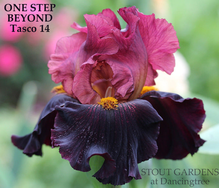 Iris One Step Beyond