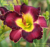 Daylily Para Zeus