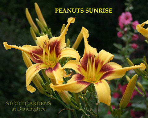 Daylily Peanut's Sunrise