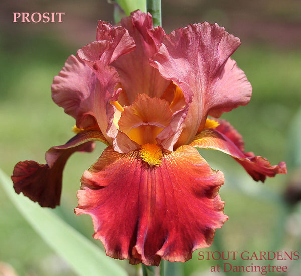 Iris Prosit