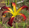 Daylily Red Ribbons