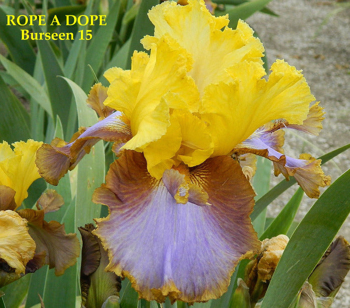 Iris Rope A Dope