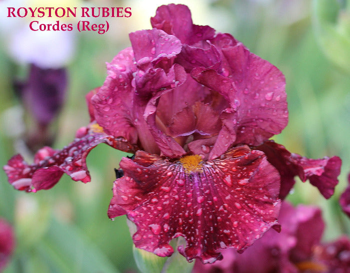 Iris Royston Rubies