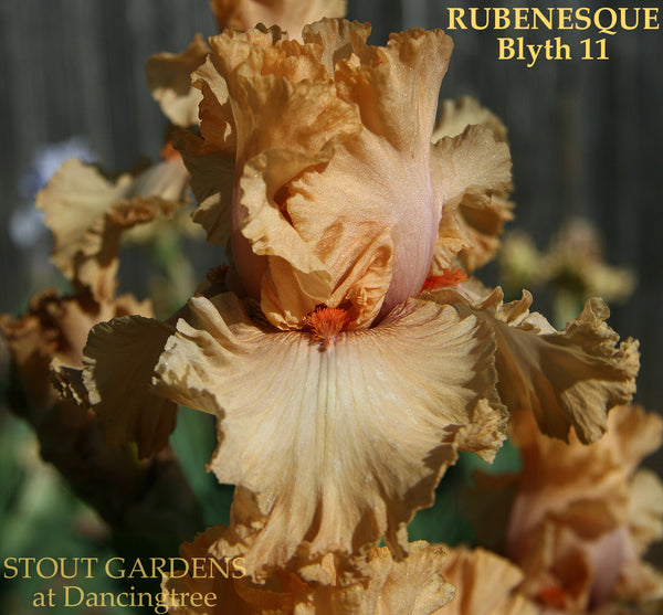 Iris Rubenesque