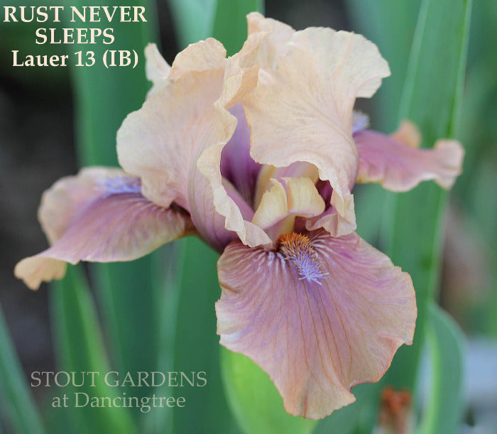 Iris Rust Never Sleeps