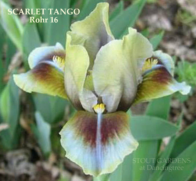 Iris Scarlet Tango