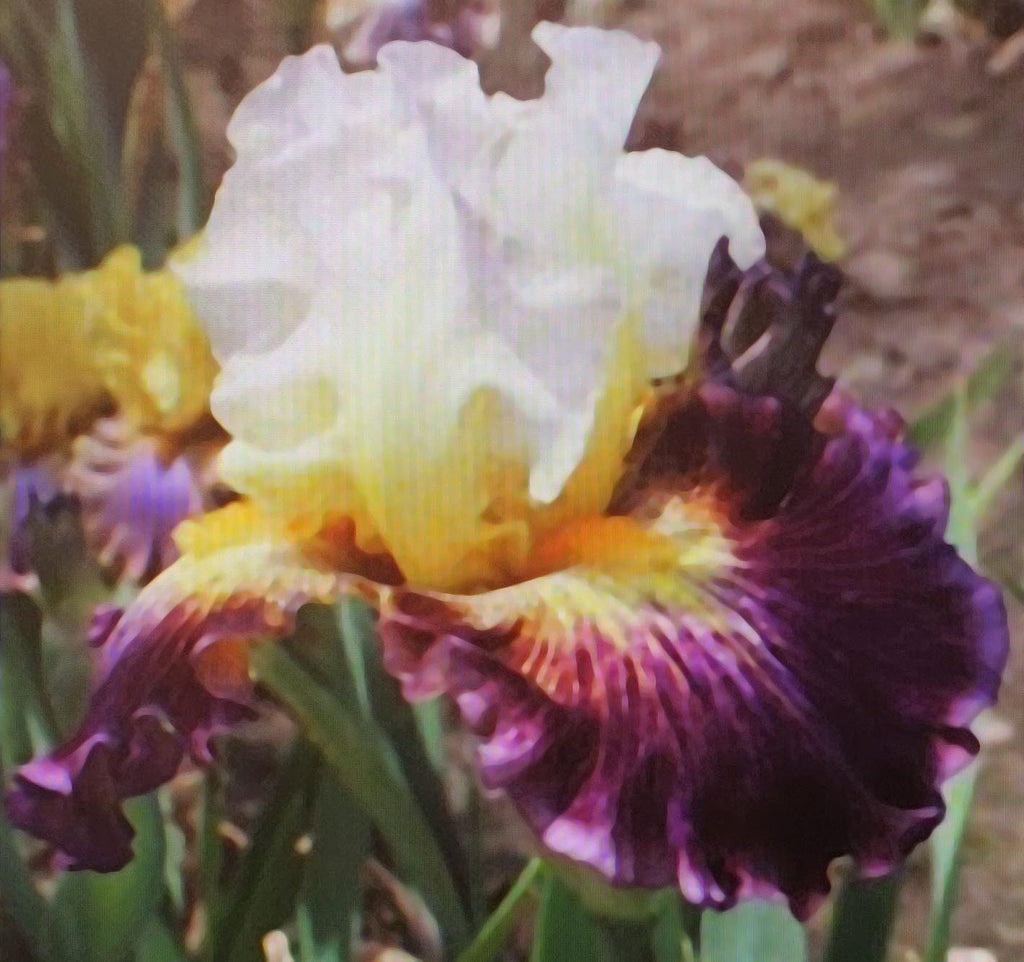 Iris Shadow Bands