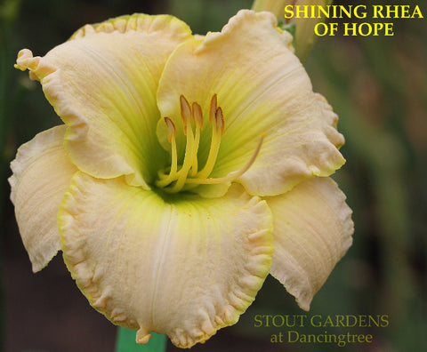 Daylily Shining Rhea Of Hope