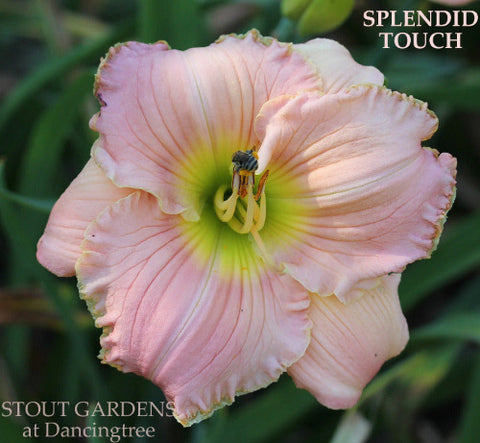 Daylily Splendid Touch