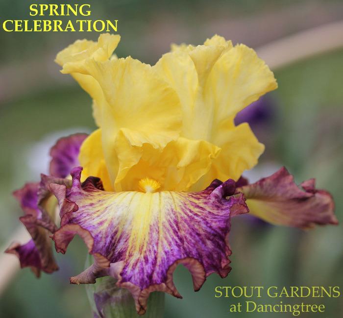 Iris Spring Celebration