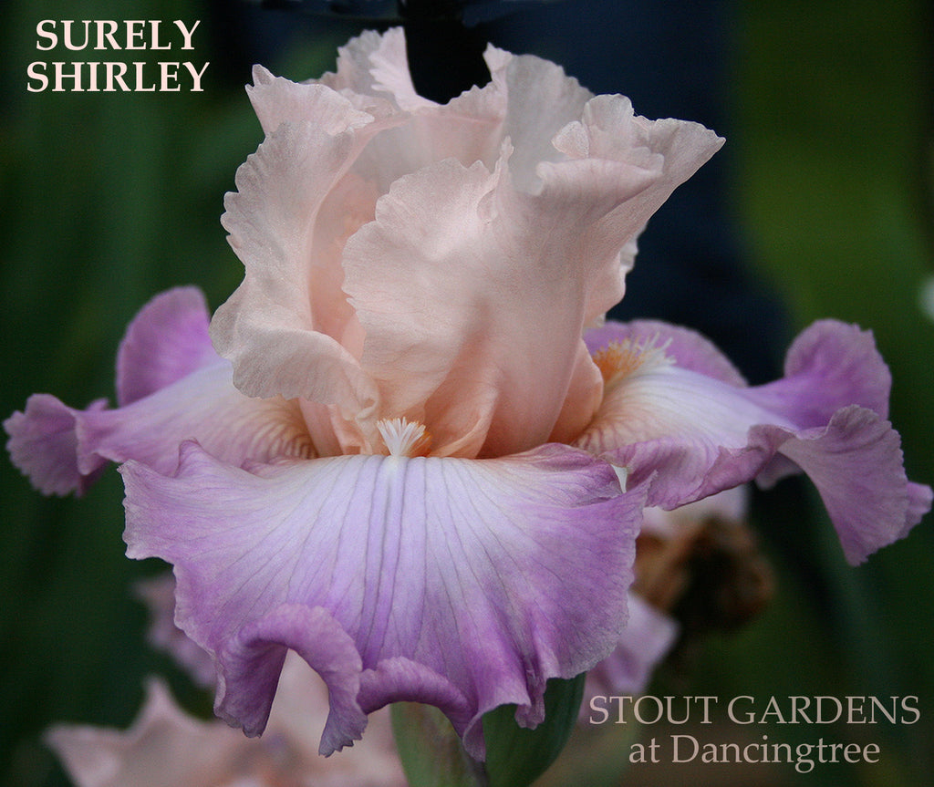 Iris Surely Shirley