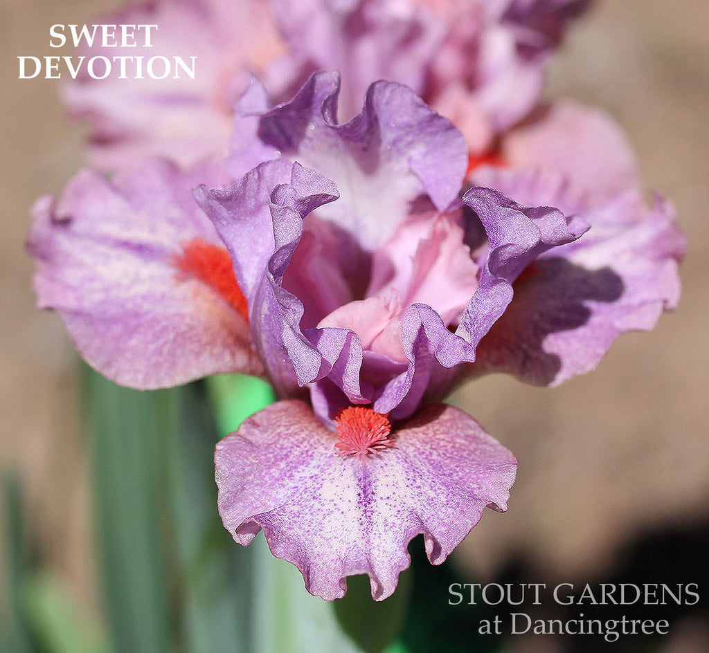 Iris Sweet Devotion