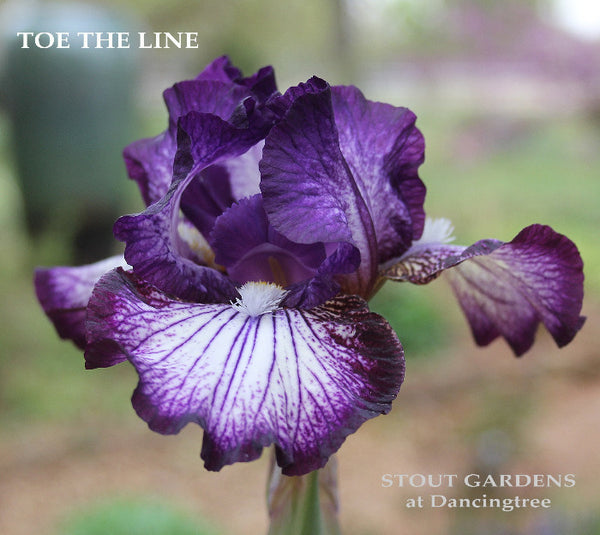 Iris Toe The Line