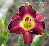 Daylily Vatican City