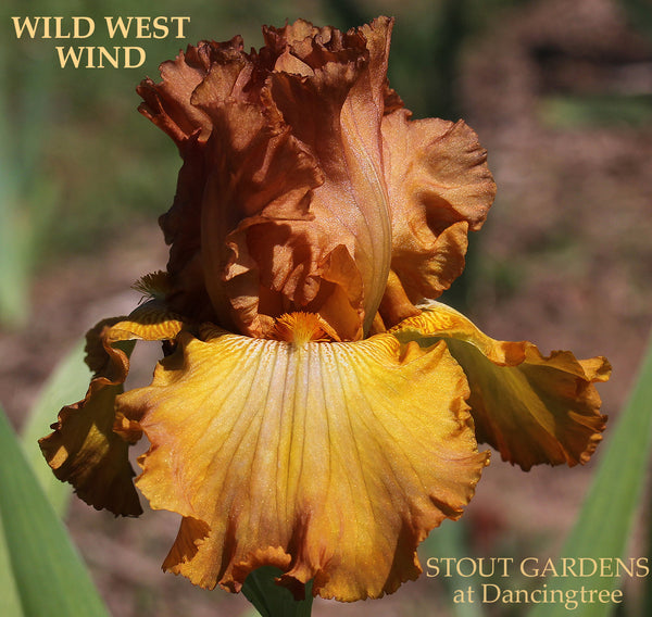 Iris Wild West Wind