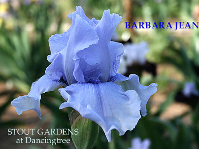 Iris BARBARA JEAN