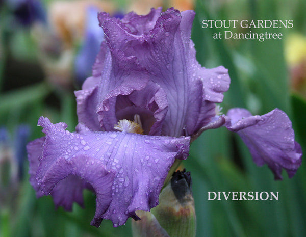 Iris DIVERSION