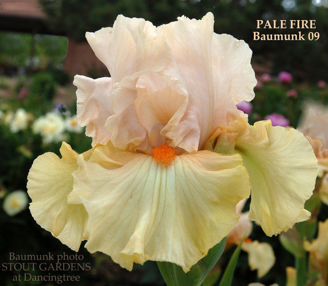 Iris PALE FIRE