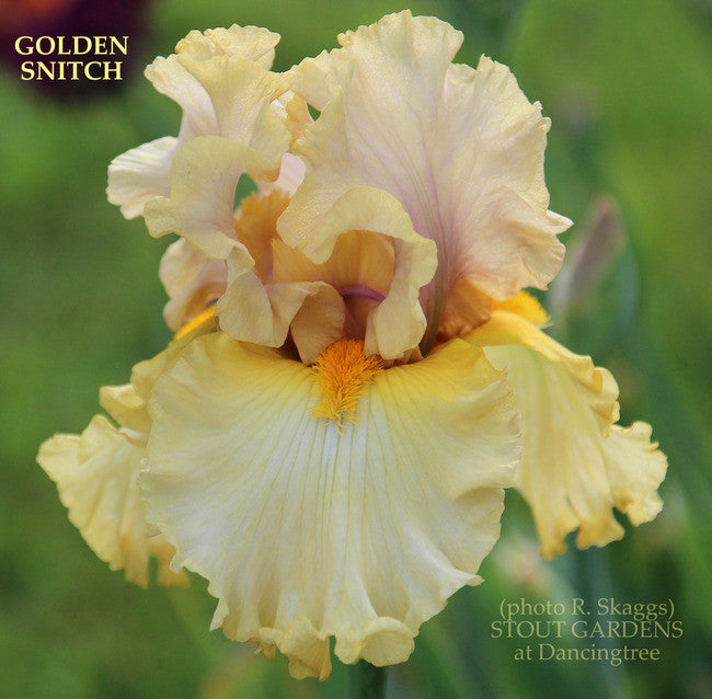 *Iris GOLDEN SNITCH