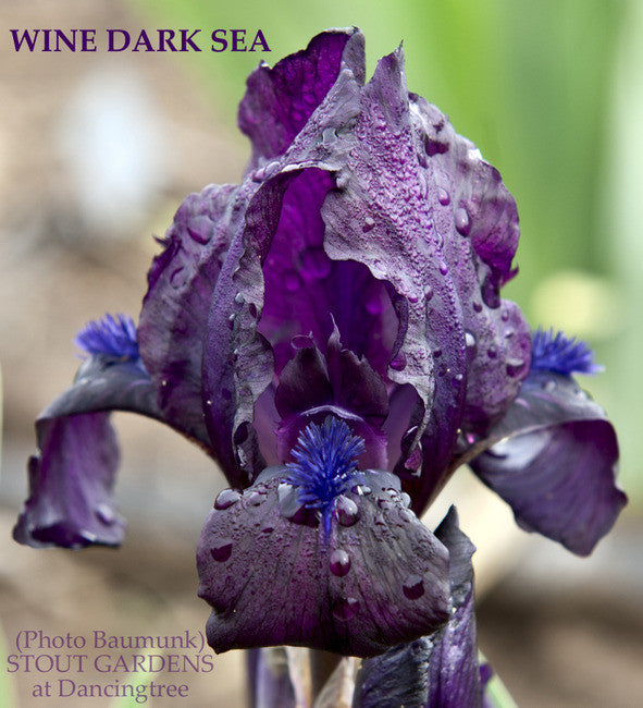 *Iris WINE DARK SEA