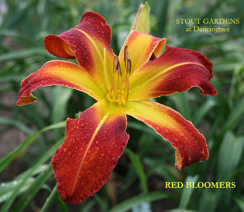 Daylily Red Bloomers