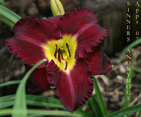 Daylily Sinners Anonymous